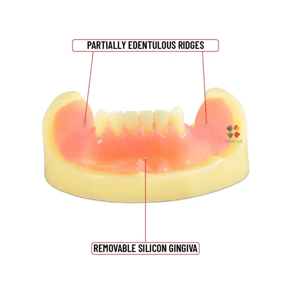 Identical Dental Implant Practicing Model Mandible M2009 - Image 2