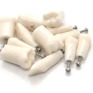 Identical Typodonts For Nissin Type Jaw Set -Individual M8024