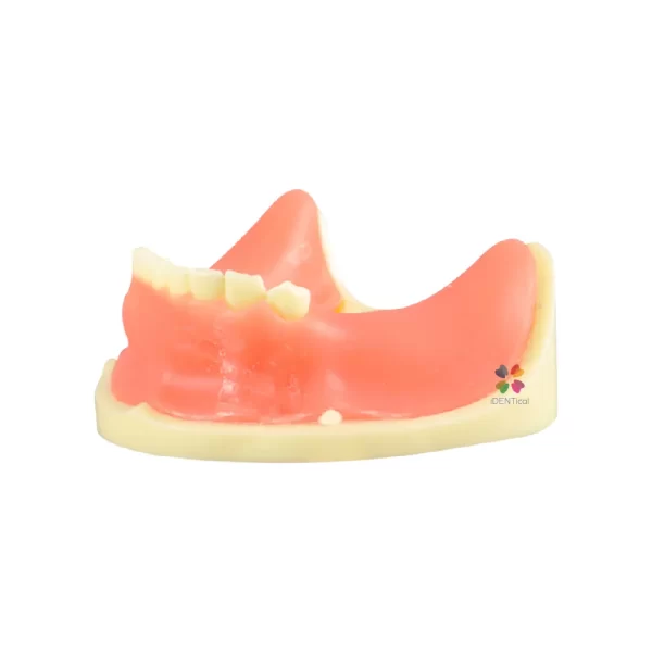 Identical Dental Implant Practicing Model Mandible M2009 - Image 4