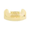 Identical Dental Implant Practicing Model Mandible M2009 - Image 5