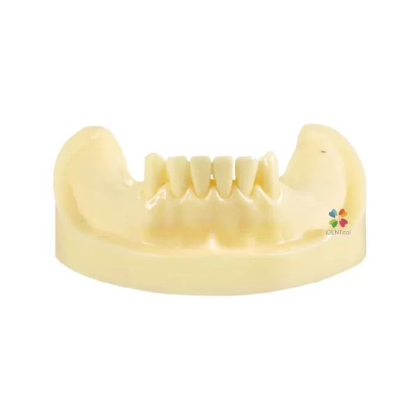 Identical Dental Implant Practicing Model Mandible M2009 - Image 5