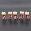 Identical Root Canal (RCT) Practice Tooth - Image 9