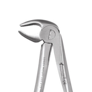 Lower Premolar No. 13E