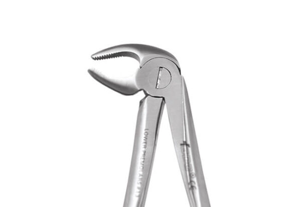 Lower Premolar No. 13E