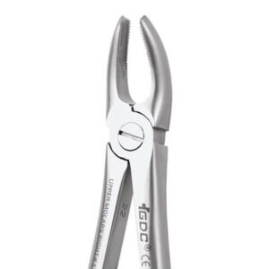 Upper Molar Right No.17P