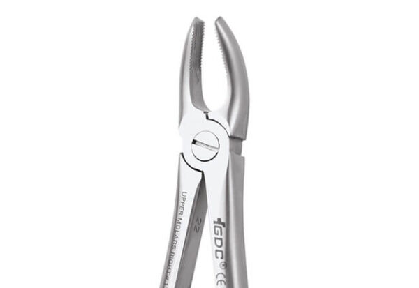 Upper Molar Right No.17P