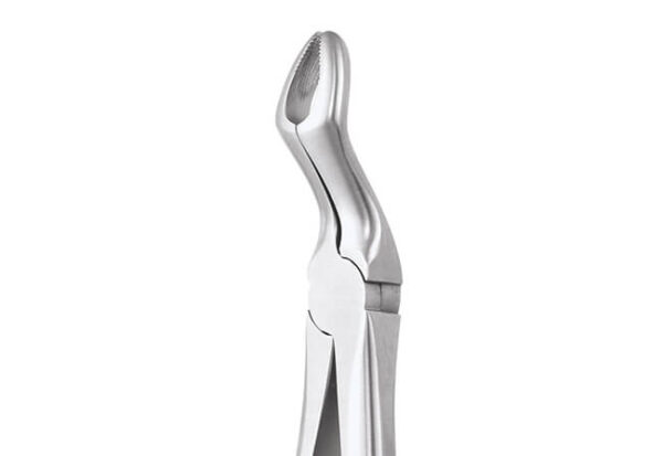 Upper Third Molar No.67AP
