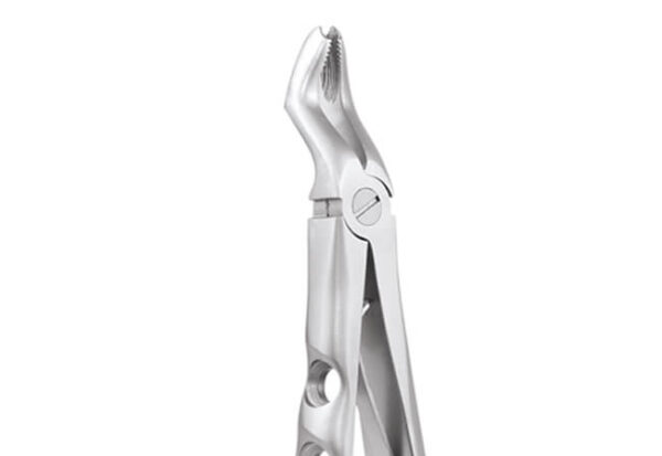 Upper Molar FX6CP