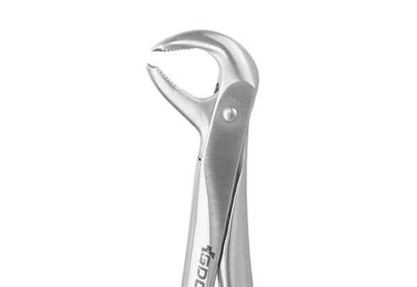 Lower Molar No. 73
