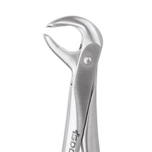 Lower Molar No. 73P