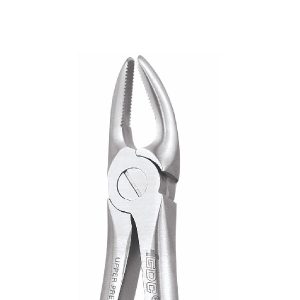 Upper Premolars No. 7