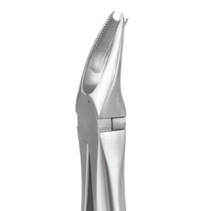 Upper Molar Right No. 89E