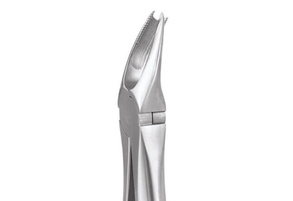 Upper Molar Right No. 89E