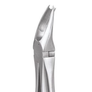 Upper Molar Right No. 89P