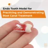 Identical Root Canal (RCT) Practice Tooth - Image 4