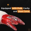 Identical Root Canal (RCT) Practice Tooth - Image 3