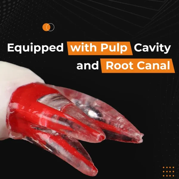 Identical Root Canal (RCT) Practice Tooth - Image 3