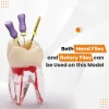 Identical Root Canal (RCT) Practice Tooth - Image 6