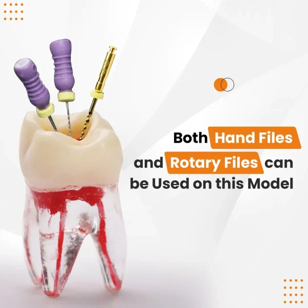 Identical Root Canal (RCT) Practice Tooth - Image 6