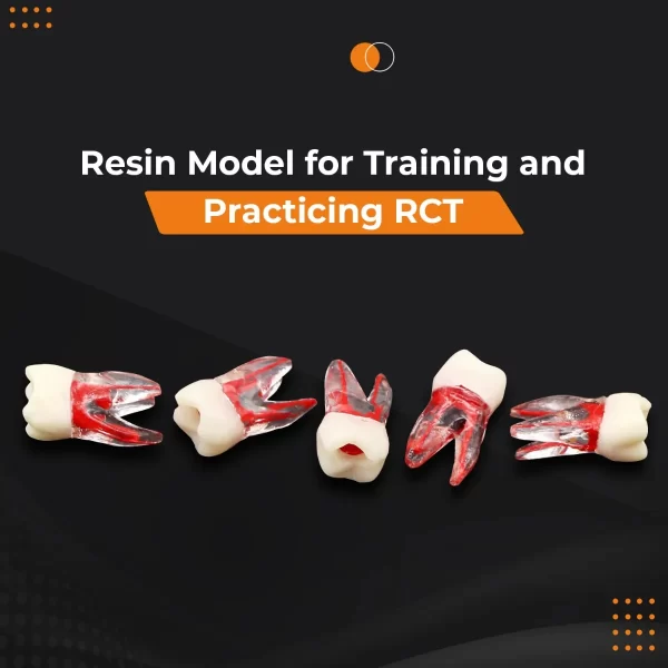Identical Root Canal (RCT) Practice Tooth - Image 7