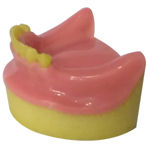 Dental Model Partially Edentulous Mandible - Image 3