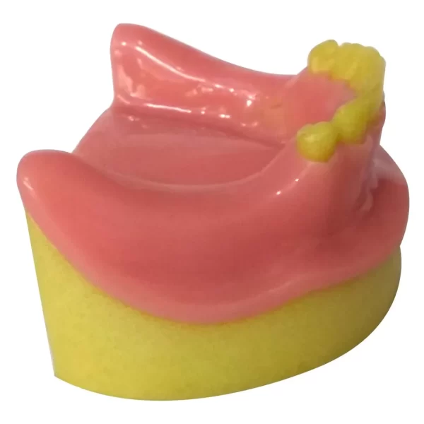 Dental Model Partially Edentulous Mandible - Image 2