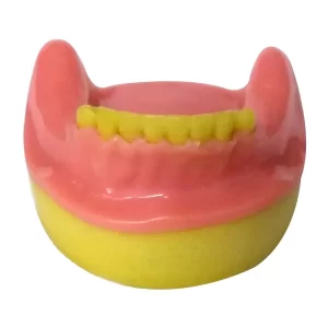 Dental Model Partially Edentulous Mandible