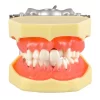 Identical Periodontal Model M4003 - Image 4