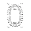 Identical Typodonts For Nissin Type Jaw Set -Individual M8024 - Image 2